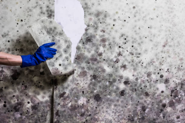 Best Mold Damage Repair  in Eureka Mill, SC